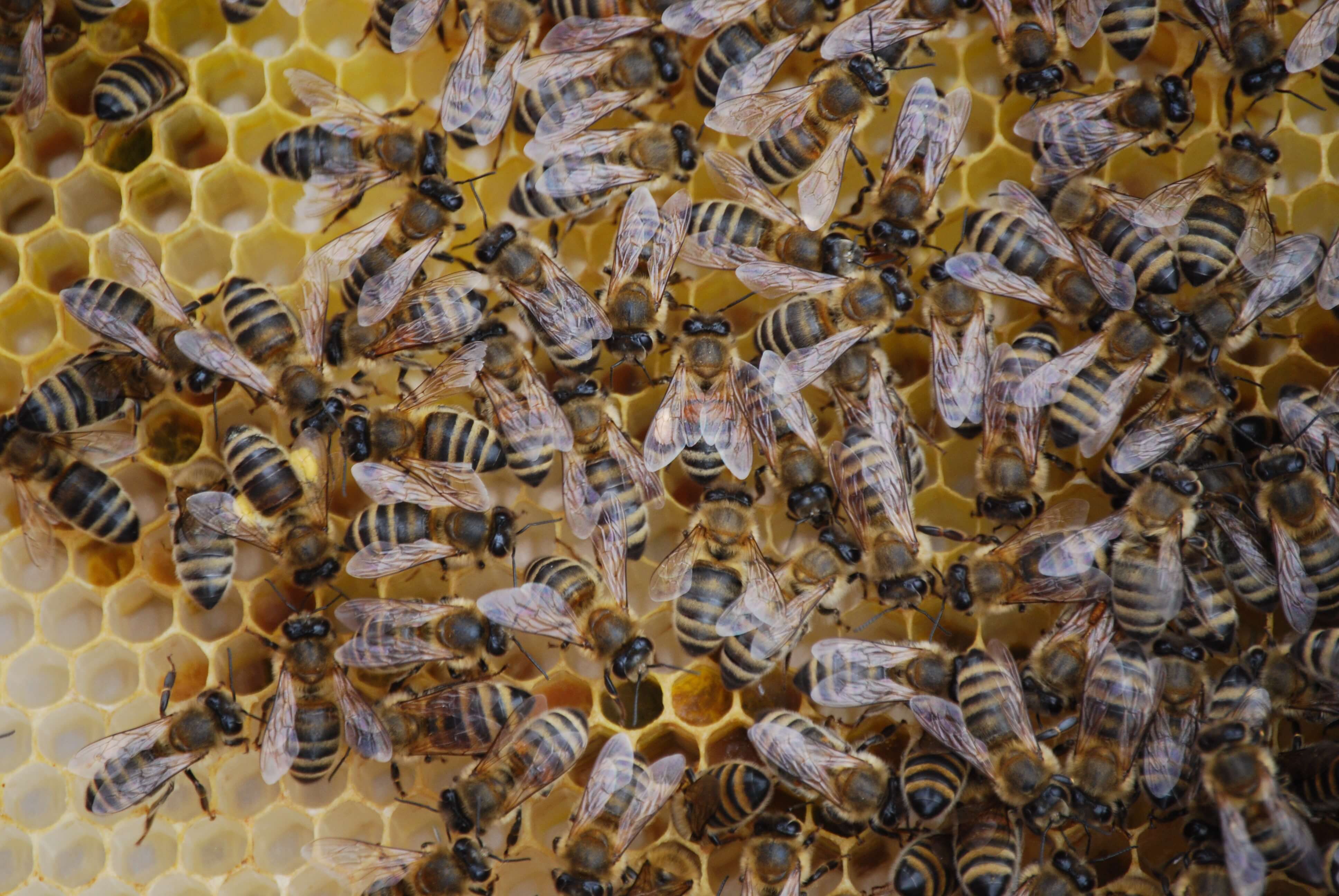 Leadership as a beehive